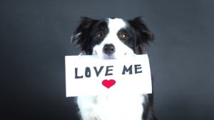 Are you Loving your Dog to Death?